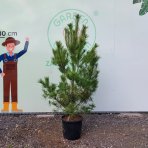 Borovica himalájska (Pinus wallichiana) ´WALLICHIANA´ – výška 180–200 cm, kont. C30L (nepichľavá)
