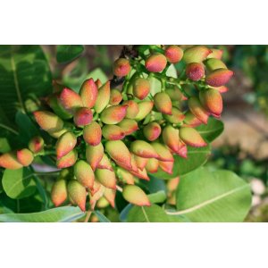 Pistácia (Pistacia Vera) ´AEGENIA´ – výška 120-150 cm, kont. C10L (-12°C) SAMIČKA