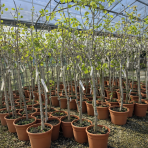 Pistácia (Pistacia Vera) ´AEGENIA´ – výška 120-150 cm, kont. C10L (-13°C) SAMIČKA -NA KMIENKU