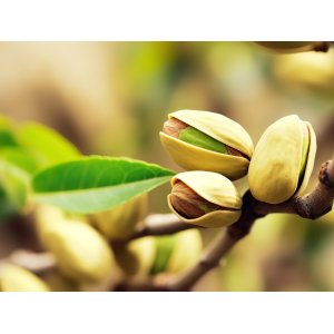 Pistácia (Pistacia Vera) ´PETERS´- výška 120-150 cm, kont. C10L (-12°C) SAMČEK