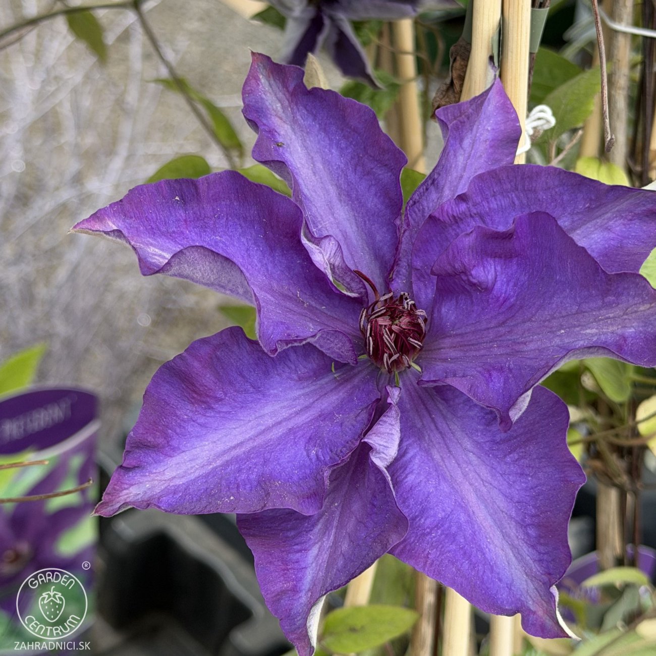 Obrázok Plamienok (Clematis) ‘SO MANY DARK VIOLET FLOWERS’ - výška 60-80 cm, kont. C2L