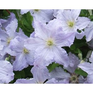 Plamienok (Clematis) ´ARABELLA´ - výška 40-60 cm, kont. P17 