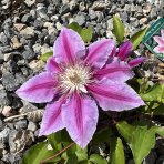 Plamienok (Clematis) ´HAGLEY HYBRID´ - výška 60-80 cm, kont. C2L