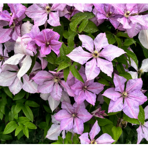Plamienok (Clematis) ´HAGLEY HYBRID´ - výška 60-80 cm, kont. C2L