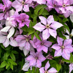 Plamienok (Clematis) ´HAGLEY HYBRID´ - výška 60-80 cm, kont. C2L