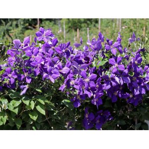 Plamienok (Clematis) ´JACKMANNII´ - výška 40-60 cm, kont. P17 