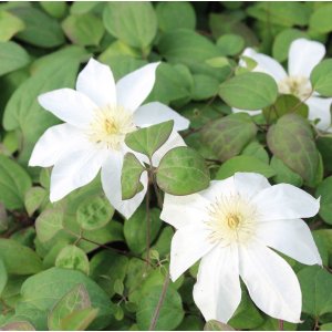 Plamienok (Clematis) ´WADA´S PRIMROSE´ - výška 60-80 cm, kont. C2L