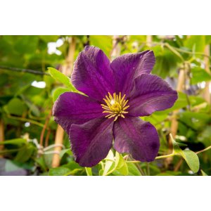 Plamienok (Clematis) ´ROMANTIKA´ - výška 60-80 cm, kont. C2L