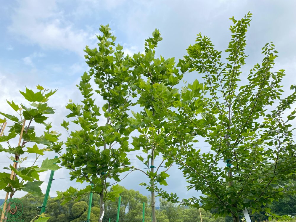 Platan javorolistý (Platanus acerifolia) - zahradnici.sk