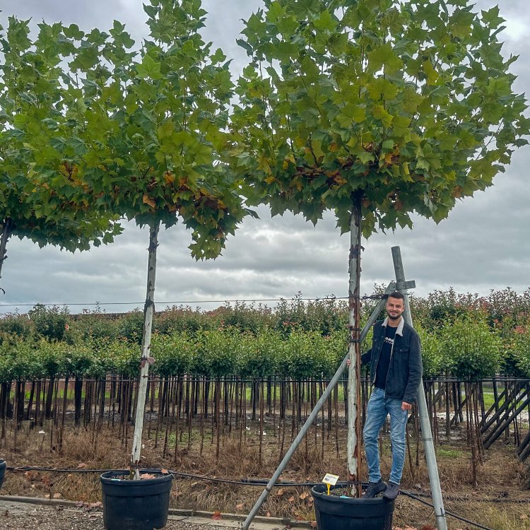 Platan javorolistý ´STRECHA´ | 310-320 cm | zahradnici.sk