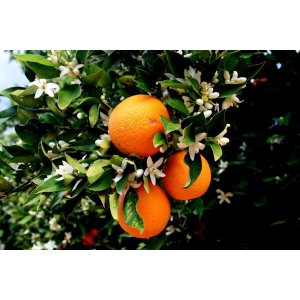Pomarančovník (Citrus x sinensis) ´VALENCIA´ - výška 120-130 cm, kont. C30L