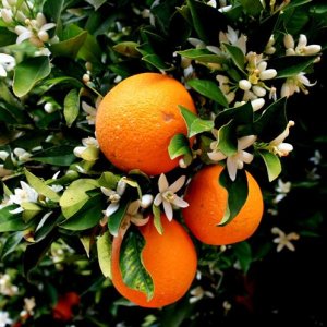 Pomarančovník (Citrus x sinensis) ´VALENCIA´ - výška 80-110 cm, kont. C7,5L