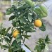 Pomarančovník (Citrus x sinensis) ´VALENCIA´ - výška 80-110 cm, kont. C7,5L