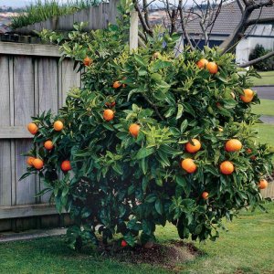Pomarančovníky