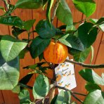 Pomarančovník (Citrofortunella sinensis) ´ARCOBAL´ - výška 60-80 cm, kont. C7,5L - na kmienku