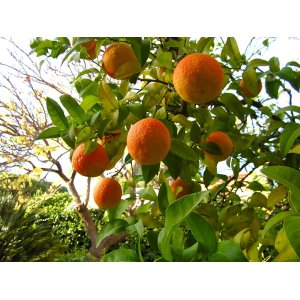 Pomaranč (Citrus x sinensis) ´NAVELINA´ - výška 100-130 cm, kont. C7.5L