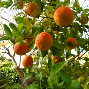 Pomaranč (Citrus x sinensis) ´NAVELINA´ - výška 50-80 cm, kont. C3L