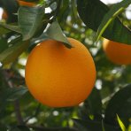 Červený pomaranč (Citrus sinensis) ´SANGUINELLI´ výška: 80-110 cm, kont. C10L