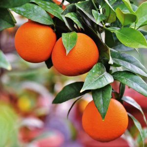 Pomarančovníky