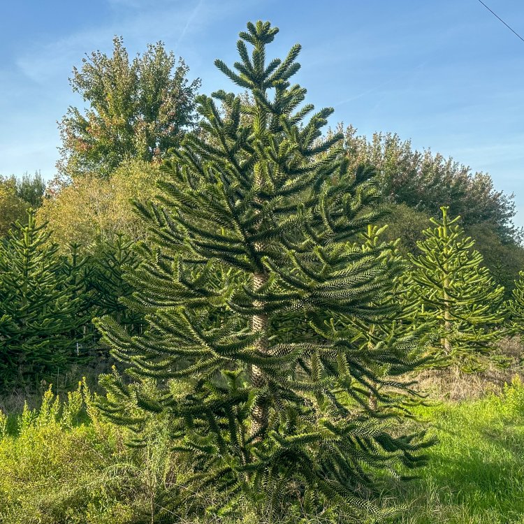 Araukaria zahradnici.sk