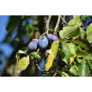 Slivka domáca (Prunus domestica) ´PRESIDENT´ - výška 150-170 cm, obvod kmeňa 4/6 cm, kont. C6L - KVETINÁČOVA