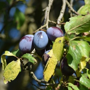Slivka domáca  (Prunus domestica) ´PRESIDENT´ - výška 150-170 cm, obvod kmeňa: 4/6 cm, kont. C6L - KVETINÁČOVA