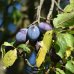 Slivka domáca (Prunus Domestica) ´PRESIDENT´- výška 240 cm, obvod kmeňa 20/25 cm, kont. C230L - TVAROVANÁ STENA