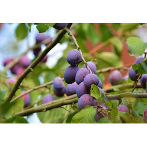 Slivka domáca (Prunus domestica) ´PRESIDENT´ - výška 170-200 cm, neskorá, voľnokorenná