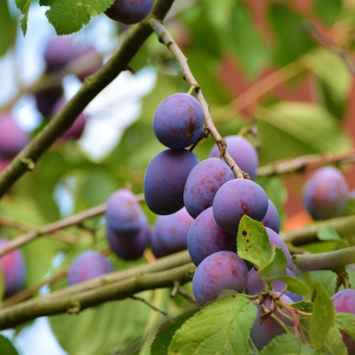 Slivka domáca (Prunus domestica) ´PRESIDENT´ - výška 180-220 cm, neskorá, voľnokorenná