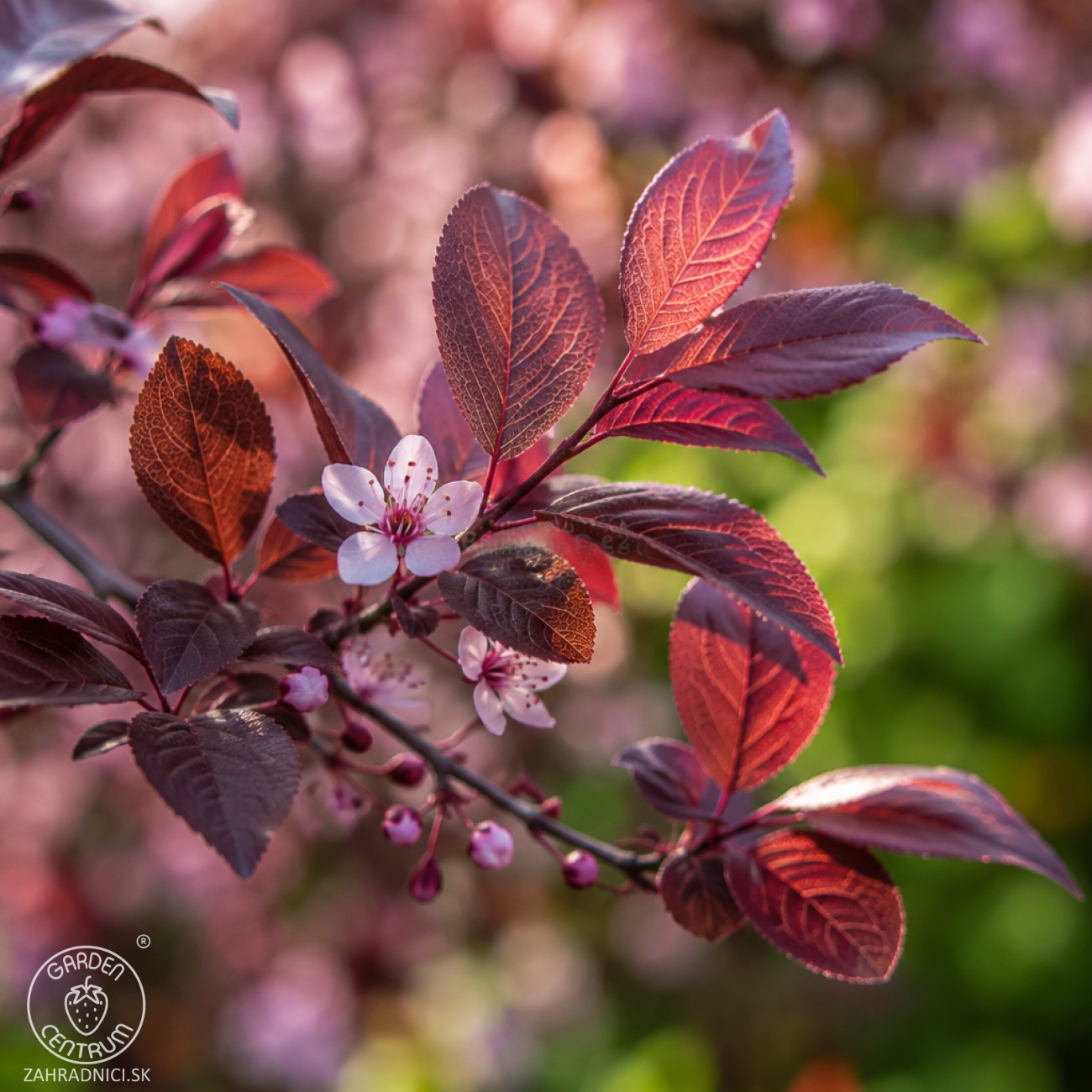 Obrázok Okrasná slivka (Prunus × cistena) - výška 30-40 cm, kont. C3L