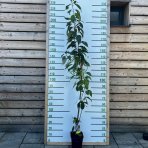 Okrasná čerešňa (Prunus serrulata) ´AMANOGAWA´- výška 150-200 cm, obvod kmeňa: 4/6 cm, kont. C10L