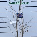 Višňa chĺpkatá (Prunus subhirtella) ´AUTUMNALIS ROSEA´ - výška: 140-170 cm, kont. C18L