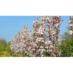 Okrasná čerešňa (Prunus serrulata) ´AMANOGAWA´- výška 200+ cm,  kont. C6L