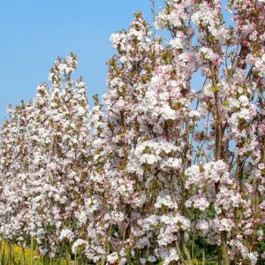 Okrasná čerešňa (Prunus serrulata) ´AMANOGAWA´- výška 150-200 cm, obvod kmeňa: 4/6 cm, kont. C10L