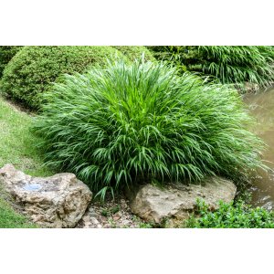 Rákosovka (Hakonechloa macra) - kont. C2L