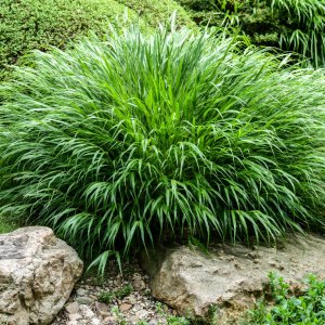 Rákosovka (Hakonechloa macra) - kont. C2L