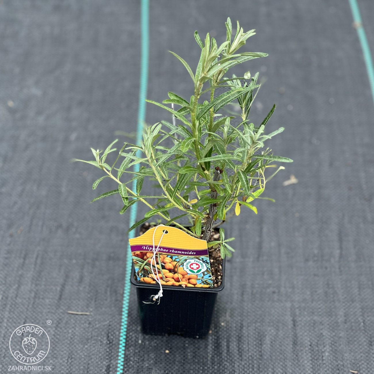 Obrázok Rakytník rešetliakový (Hippophae rhamnoides) ´POLLMIX´ - výška 20-30 cm, kont. P9 - SAMEC