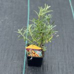 Rakytník rešetliakový (Hippophae rhamnoides) ´POLLMIX´ - výška 20-30 cm, kont. P9 - SAMEC