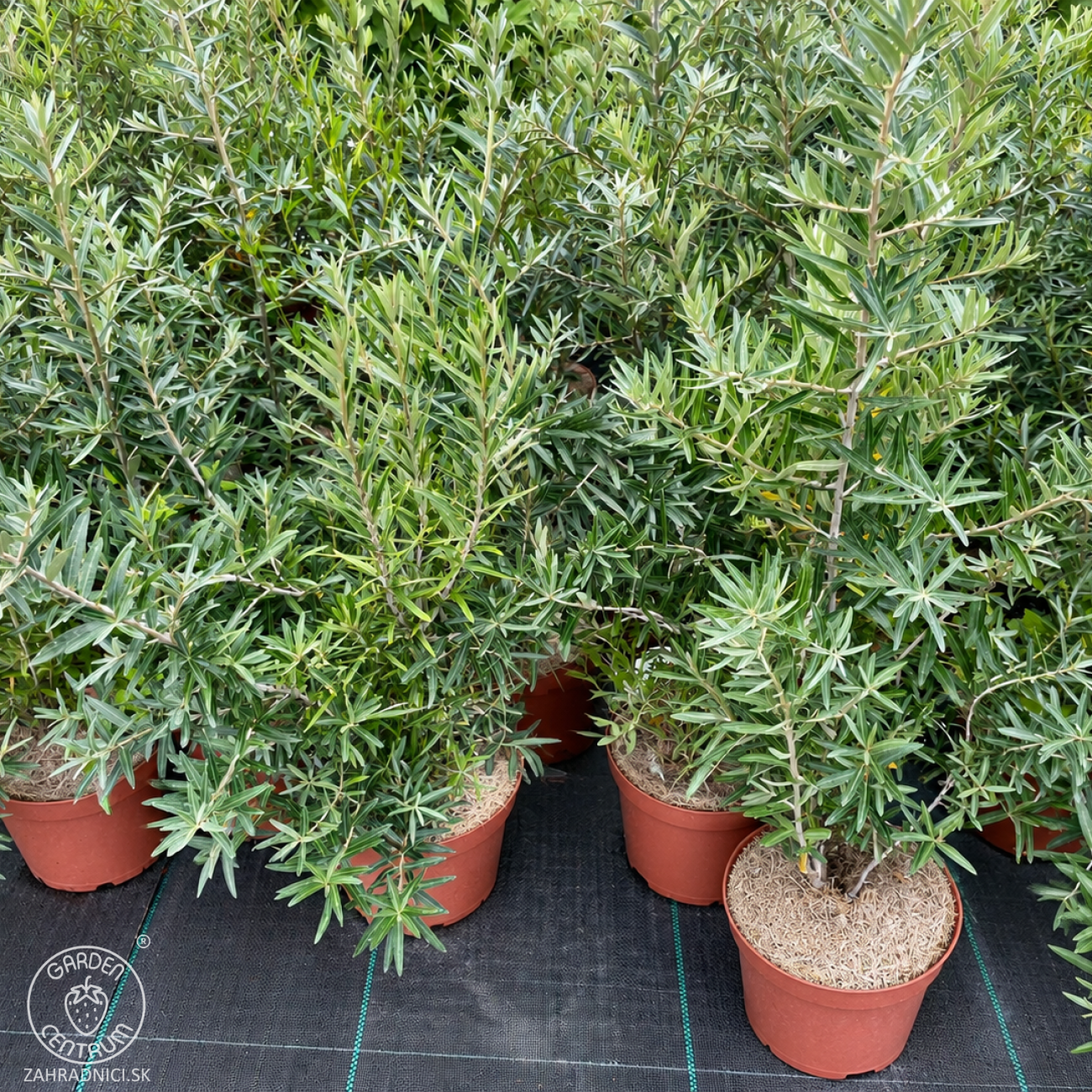Obrázok Rakytník rešetliakový (Hippophae rhamnoides) ‘NIVELENA’ - výška 60-80 cm, kont.C3L - SAMICA