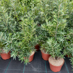 Rakytník rešetliakový (Hippophae rhamnoides) ‘NIVELENA’ - výška 60-80 cm, kont.C3L - SAMICA