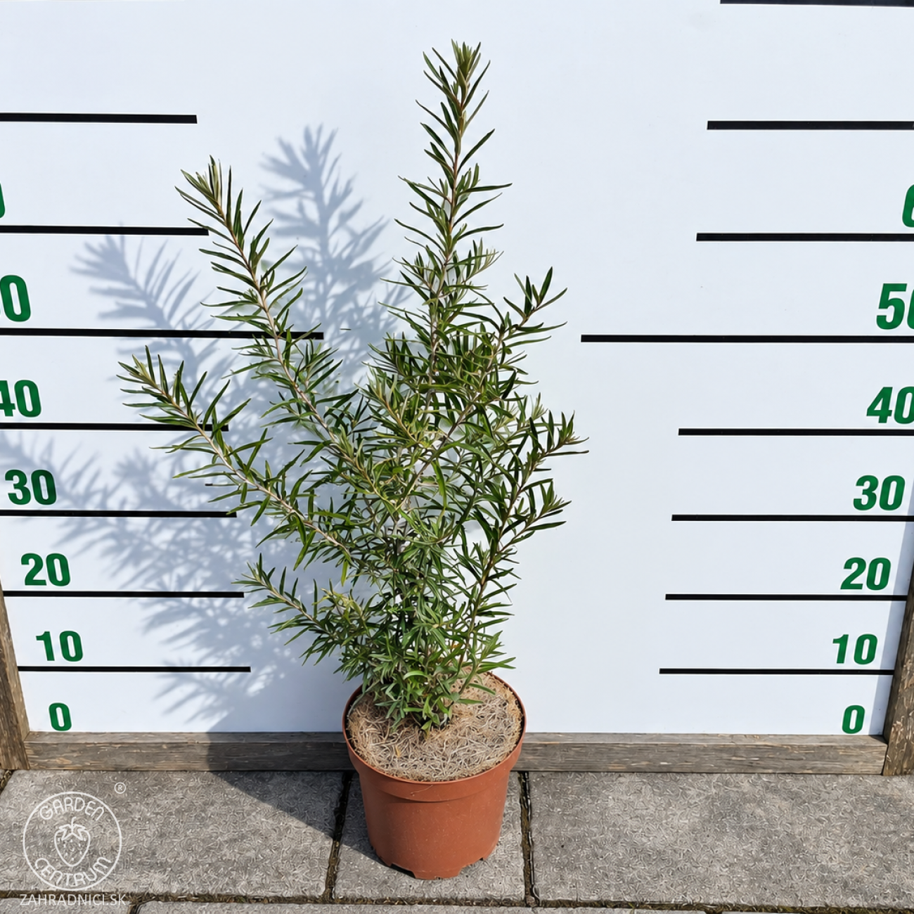 Obrázok Rakytník rešetliakový (Hippophae rhamnoides) ‘NIVELENA’ - výška 60-80 cm, kont.C3L - SAMICA
