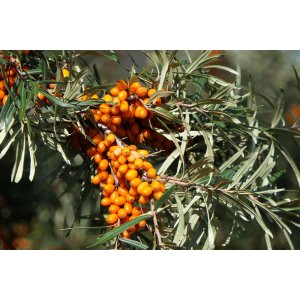 Rakytník rešetliakový (Hippophae rhamnoides) ‘NIVELENA’ - výška 20-40 cm, kont.P9/P11 - Samica