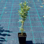 Rakytník rešetliakový (Hippophae rhamnoides) ‘NIVELENA’ - výška 20-40 cm, kont.P9/P11 - Samica