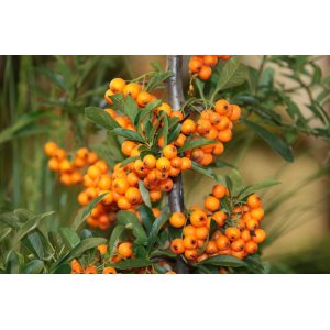 Rakytník rešetliakový (Hippophae rhamnoides) ´SANDORA´ - výška 50-70 cm, kont. C3L