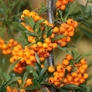 Rakytník rešetliakový (Hippophae rhamnoides) ´SANDORA´ - výška 50-70 cm, kont. C3L