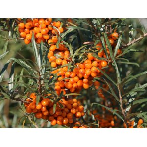 Rakytník (Hippophae rhamnoides)  ´Friesdorfer orange´  - výška 20-30 cm, kont.P9