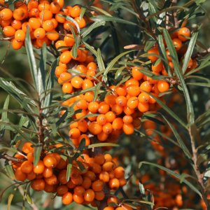 Rakytník (Hippophae rhamnoides)  ´Friesdorfer orange´  - výška 20-30 cm, kont.P9