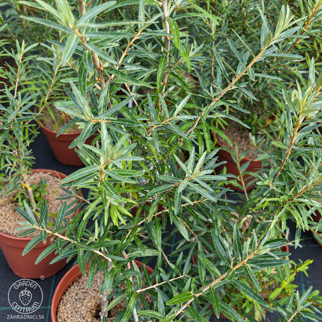 Obrázok Rakytník rešetliakový (Hippophae rhamnoides) ´POLLMIX´ - výška 40-50 cm, kont. P9/C3L - SAMEC