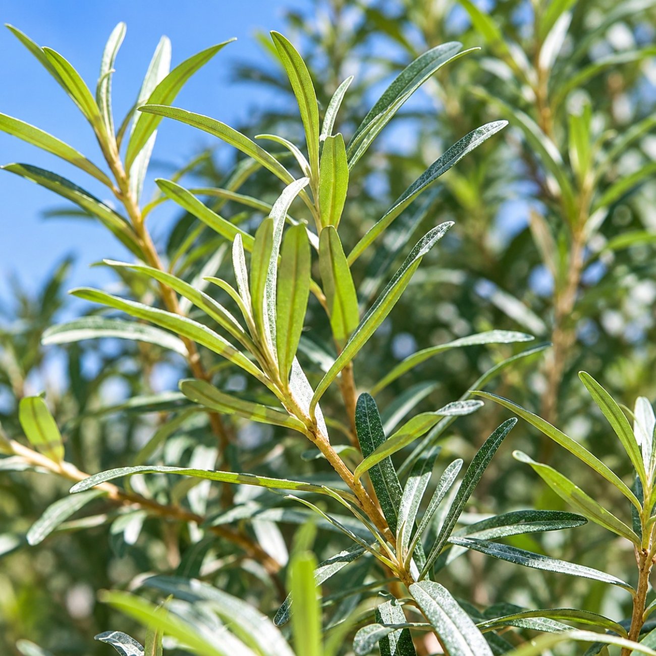 Obrázok Rakytník rešetliakový (Hippophae rhamnoides) ´POLLMIX´ - výška 40-50 cm, kont. P9/C3L - SAMEC