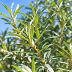 Rakytník rešetliakový (Hippophae rhamnoides) ´POLLMIX´ - výška 40-50 cm, kont. P9/C3L - SAMEC